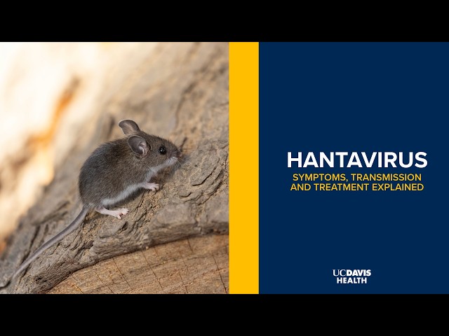 What Is Hantavirus? Symptoms, Transmission and Prevention Explained | UC Davis Health