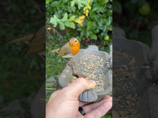 Almost hand feeding a wild robin. #birds
