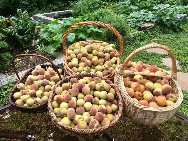 Tiny Urban Orchard: The First Six Years (2012 - 2018)