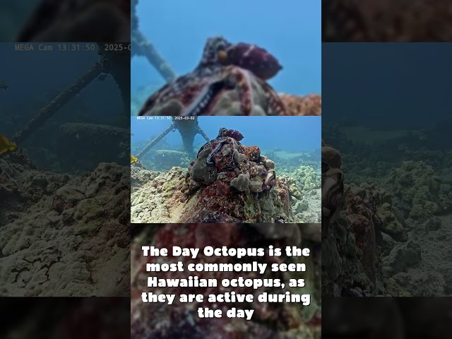 Day Octopus - MEGA Cam - March 2025