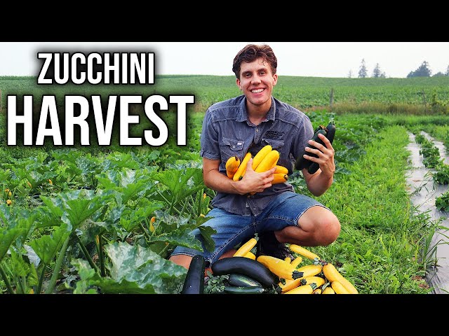Ultimate Zucchini Harvest from the Half Acre Garden