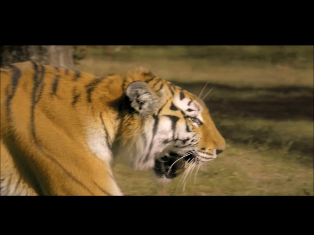 Killer All Tvc's