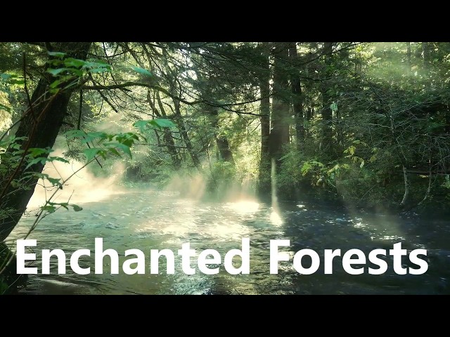 Enchanted Forests #trees #forests #glades