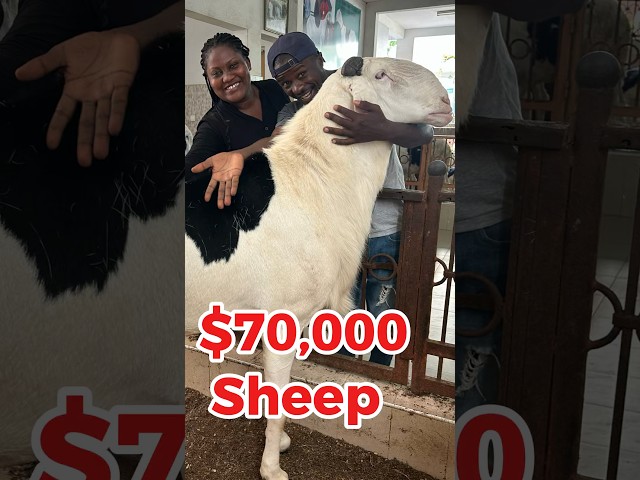 Farmers bride price #short #shorts #farming