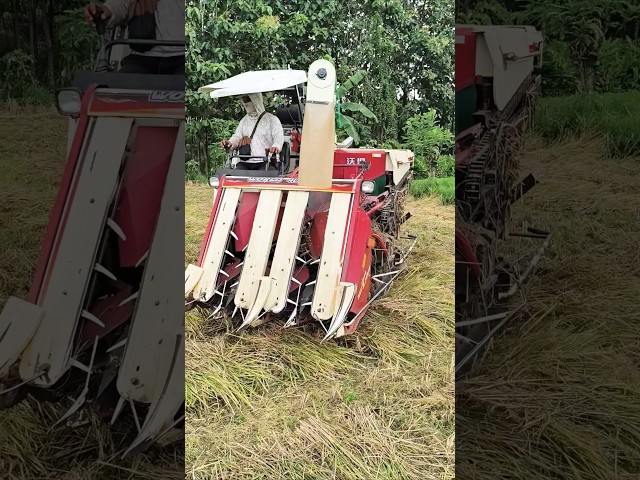 COMBINE HARVESTER WORLD eps 82 #kombisawah #combineharvester #automobile