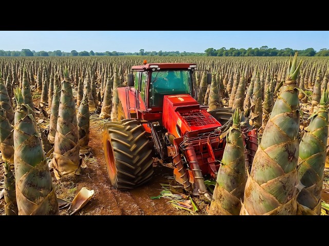 Harvesting Bamboo in the Misty Forest | The High-Tech Factory Process