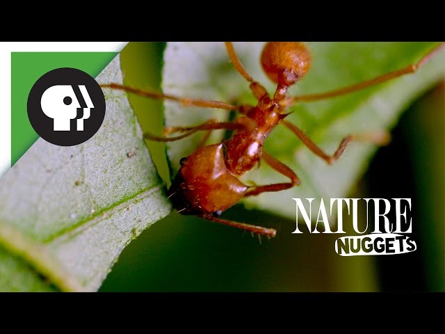 Ants Go Marching | NATURE Nuggets