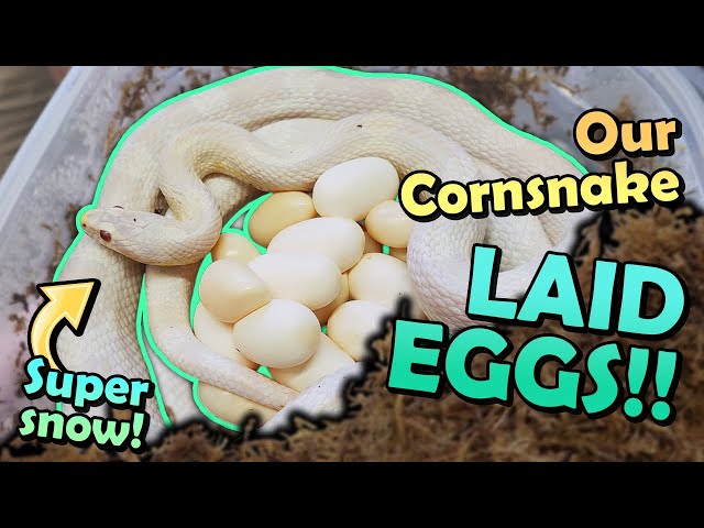 Our SNOW Corn Snake Laid Eggs!