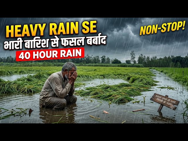 40 घंटे से हो रही बारिश से फसल बर्बाद! My fist village vlog ! Heavy rain in My village! #farmer 