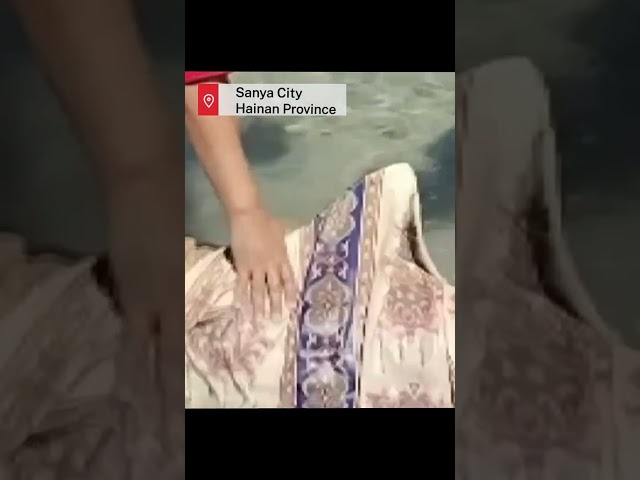 Injured spotted dolphin rescued and released back into sea in Sanya