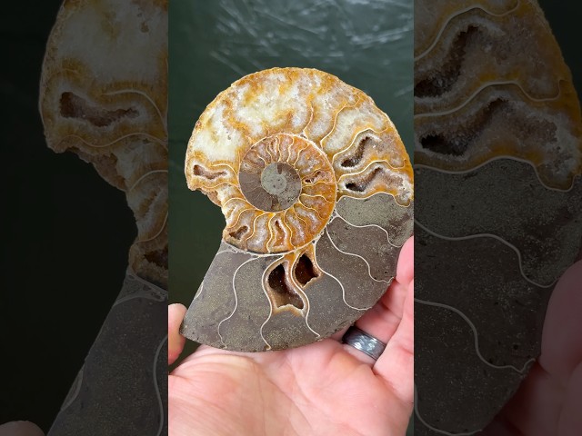 The beauty of a cut & polished Ammonite fossil ✨