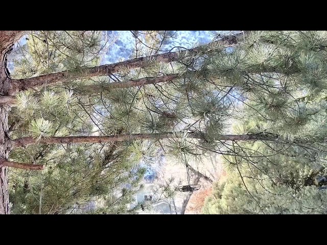 🐦🐦🐦🕊🕊🕊🦉🦅 Bird Feeder 01/31