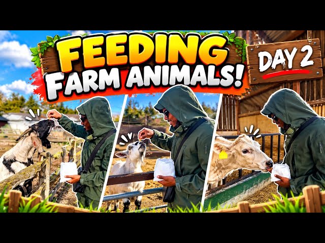 Feeding the Animals | My Animal Journey Day 2