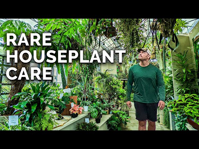 Secret Houseplant Care Tips From a Master Houseplant Grower