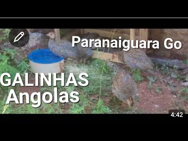 Guinea fowl in Paranaiguara, Goiás