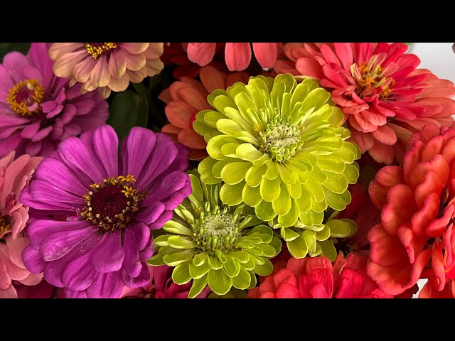Visit Our Garden is going live! Retirement home flowers