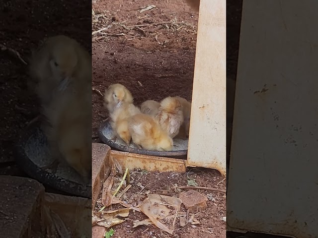 Pintinhos  Melhorado