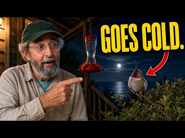What Happens to Your Hummingbird the Night Before It Crosses the Gulf (You've Never Seen This)
