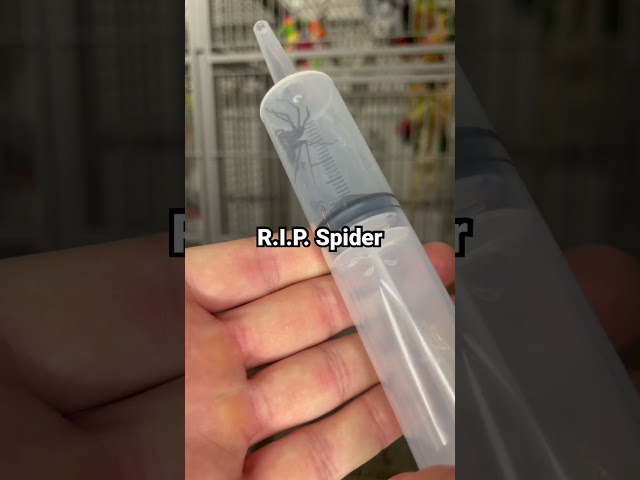 the biggest spider in Europe ! #rip #spider #insect #bug #rock_n_insectes