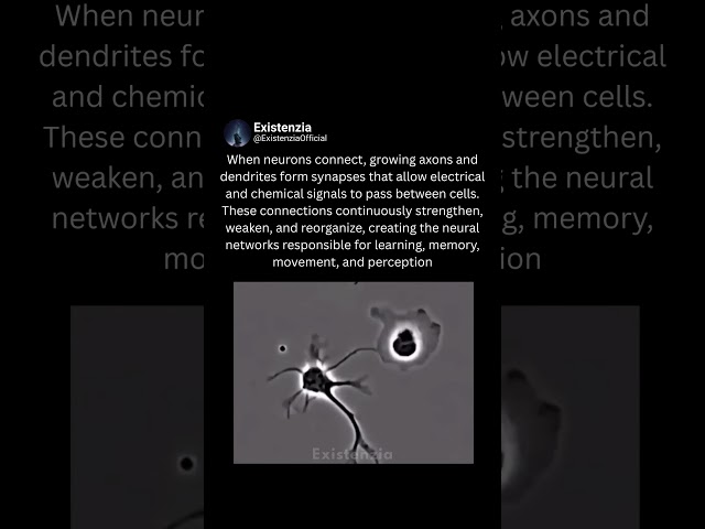 How Neurons Build the Brain's Network