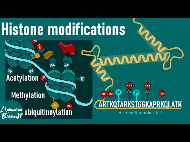 Histone Modifications Explained | Acetylation, Methylation & Gene Regulation