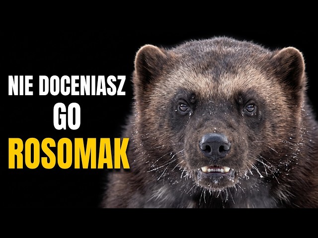 Rosomak: najbardziej nieustraszone zwierzę tajgi, które odbiera zdobycz niedźwiedziom