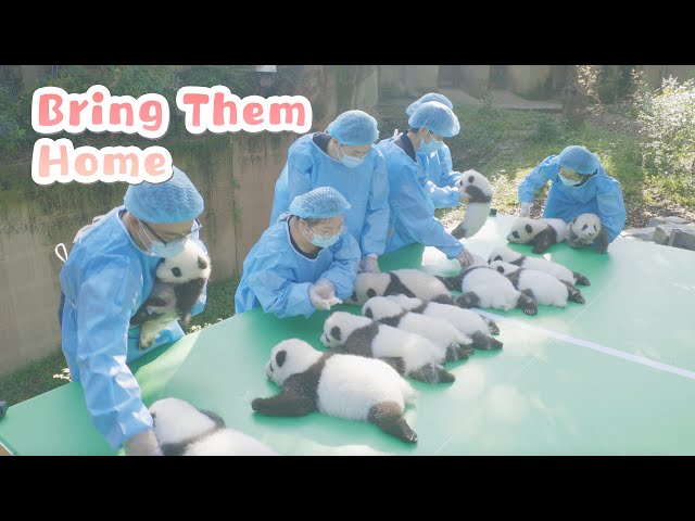 Time To Harvest Panda Fruits | iPanda