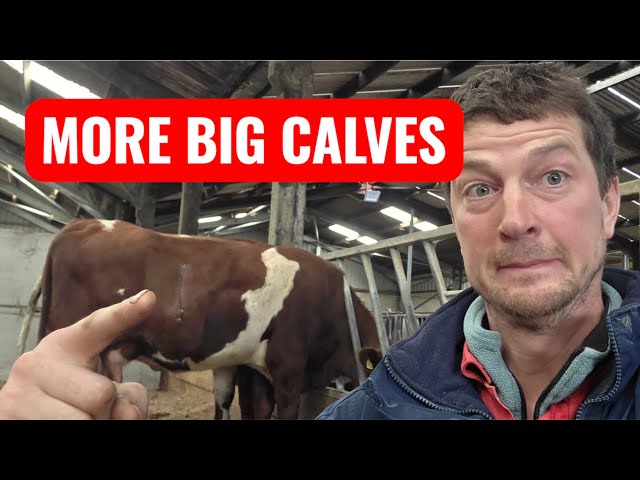 Calving problems continue  #farming #scotland 