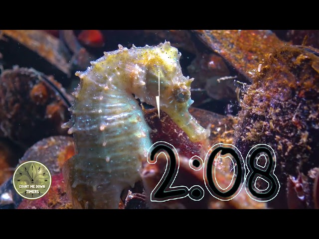 5 minute relaxing seahorse timer countdown for relaxation focus study mindfulness