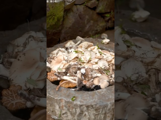 Wild Mushroom Harvesting & Cooking with Spicy Chicken | Traditional Village Food