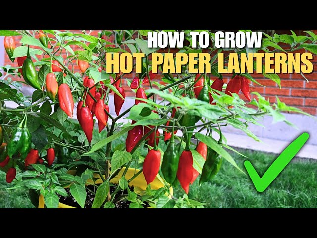 How to Grow Hot Paper Lantern Habaneros (For INSANE Harvests!)
