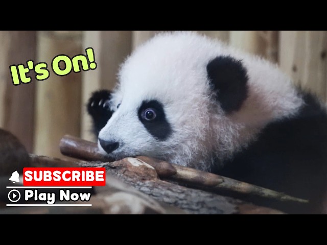 Baby Panda VS. Big Bamboo: Round Three | iPanda