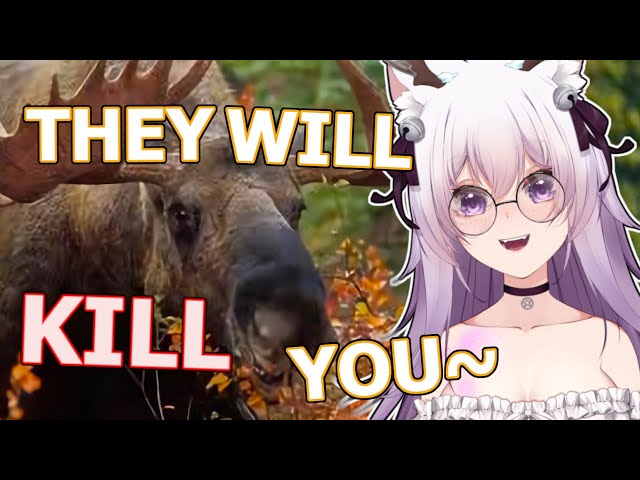 Why Should You Be Scared of Moose? | Casual Geographic React