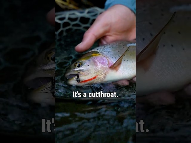 The Fly Fishing Mistake: Casting Before You Look