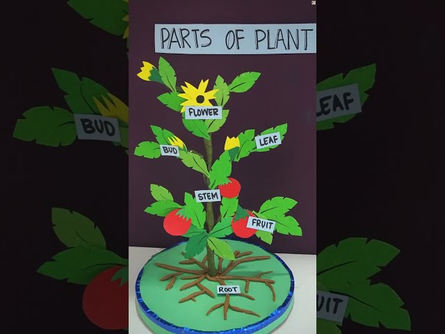 Make an Award-Winning 3D Plant Model for Your Next School Exhibition! Easy DIY 3D Parts of a Plant