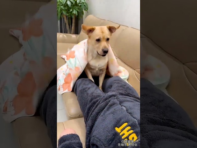 FUNNY CRAZY MOMENT #shorts #funny #comedy #shortvideos #short #dog #dogs #dogshorts #doglife X