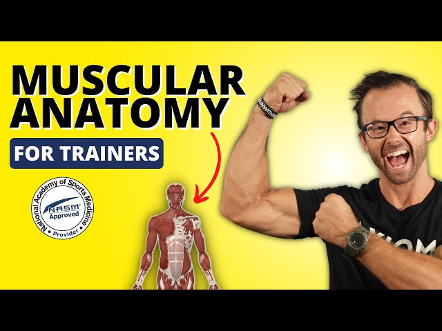 Muscular Anatomy For NASM Trainers: Everything You Need To Know! || NASM-CPT 7th Edition
