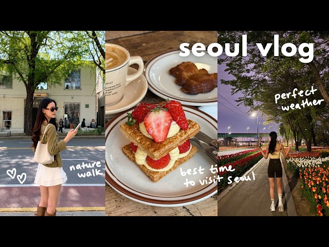 seoul vlog 🌷 cherry blossoms, tulip fields, starting to run, learning french, visiting suwon