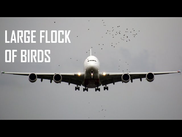 Two MASSIVE Emirates Airbus A380 Landing at London Heathrow