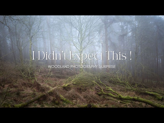 Unexpected Fog in the Woodland | Peaceful Morning Photography Adventure