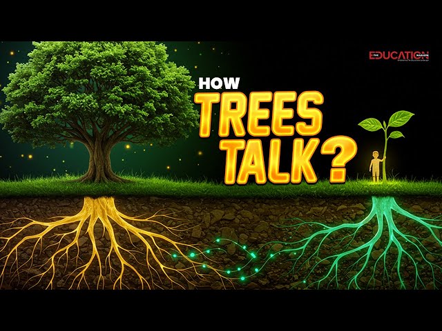 How Forests Communicate Through a Hidden Network | The Education Magazine |