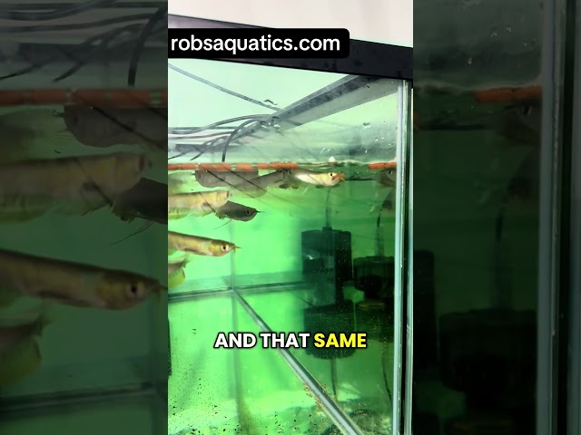 Feeding My AROWANA ARMY!