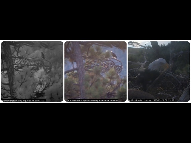 Getting closer; Kaydee is arranging the nest 26.09.2026 @FOBBVCAM