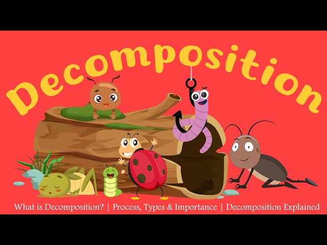 What is Decomposition? | Process, Types & Importance | Decomposition Explained | Learning Junction