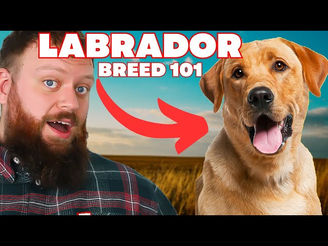 Everything You Need To Know About The Labrador