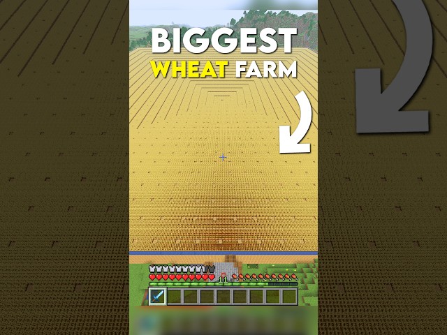 Harvesting the BIGGEST Wheat Farm in Minecraft #minecraft #shorts