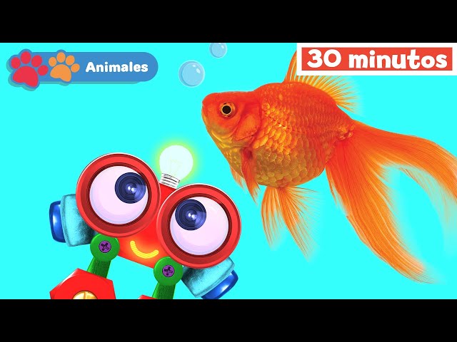 Mis Amigos Animales con Robi | Aprender animales | sonidos de animales | Pez |Mi Primera Universidad