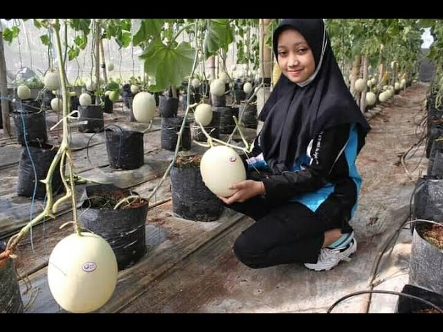 I Built My Own Dream: The Greenhouse Success Story. Membangun Mimpi: Kisah Sukses Bisnis Green House