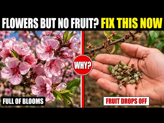 Why Your Peach Tree Has Flowers But No Fruit (Fix This Now)