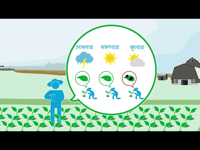 Integrated Pest Management (IPM) - Bengali version - A G.A.P. in Action Video #IPM #pestmanagement